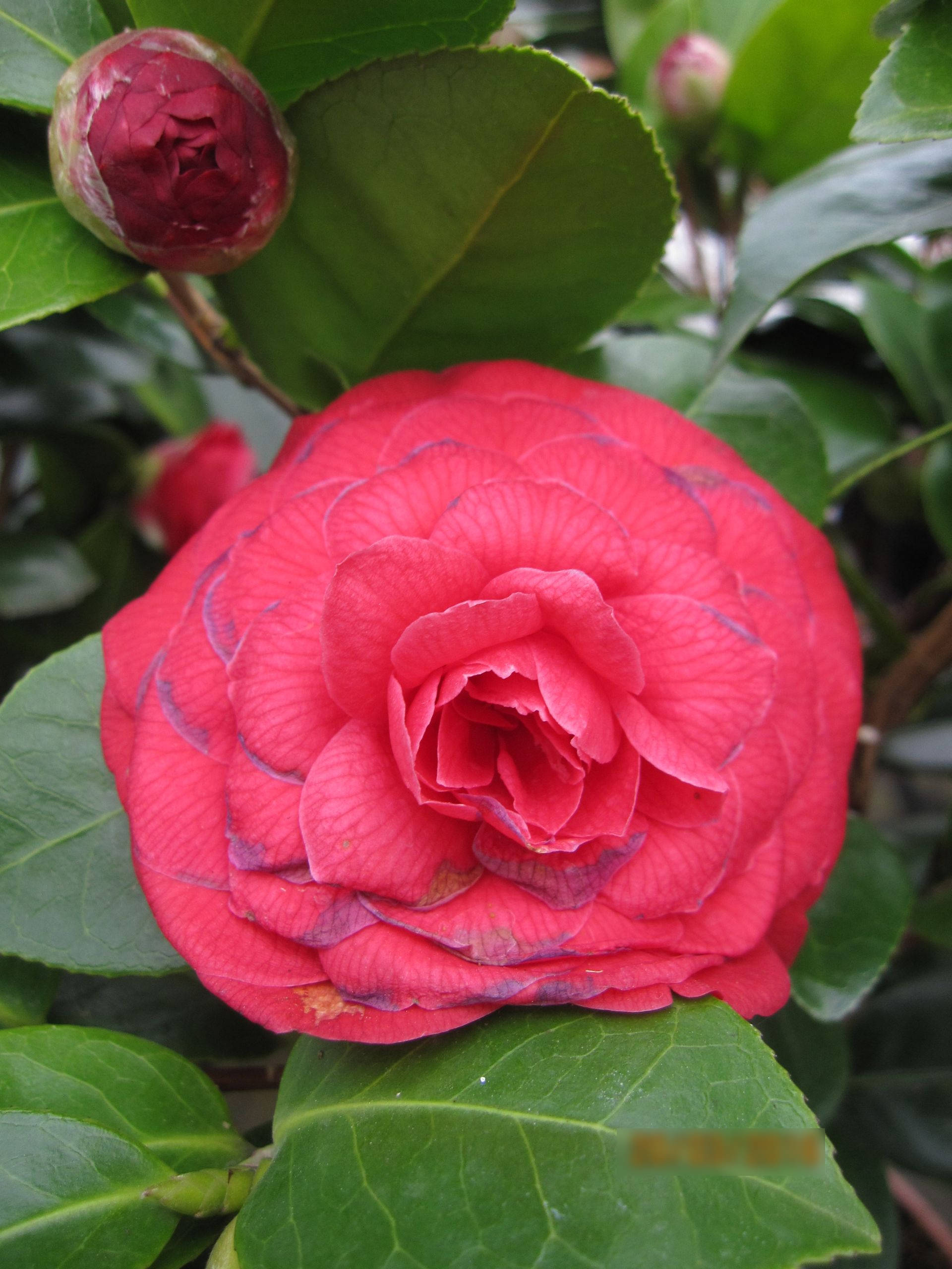 Camellia japonica Black Lace - japanische Kamelie Black Lace